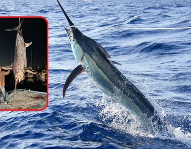 Miniatura: Walczył z rybą przez prawie pięć godzin....