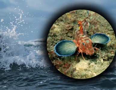 Miniatura: Te ryby mają nogi i smakują nimi dno...