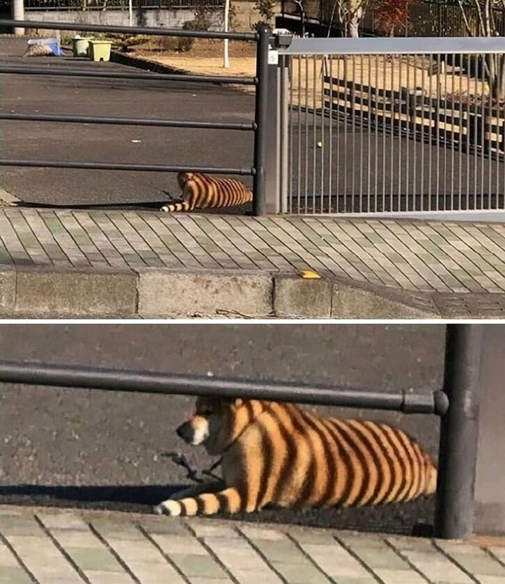 Pies czy tygrys? 