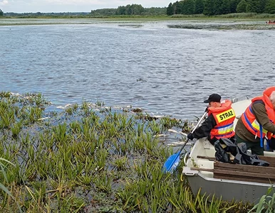 Miniatura: Ponad tona śniętych ryb w polskim...