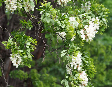 Miniatura: Rośnie w całej Polsce i bardzo szkodzi....