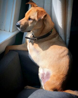 Miniatura: Deuce, pies z dwiema łapami