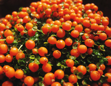 Miniatura: Obsypana „koralikami”, wygląda jak...