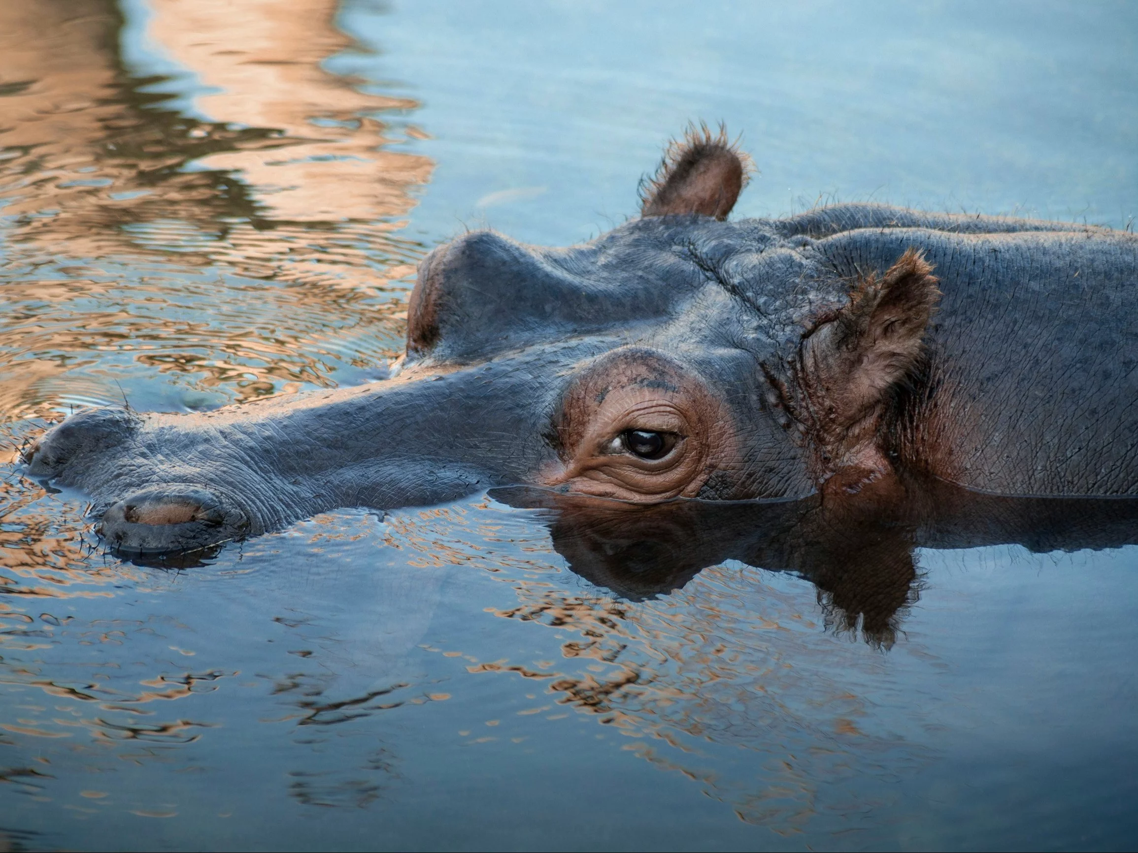 Co wiesz o hipopotamach? Sprawdź swoją wiedzę