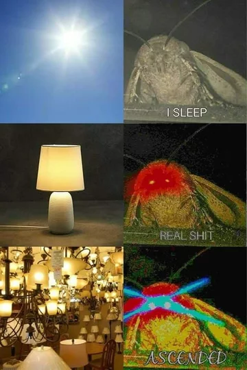 Mem z ćmą 