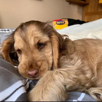 Cocker spaniel Winnie 