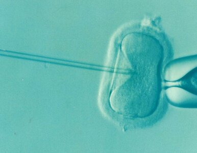 Miniatura: Naukowcy stworzyli komórkę jajową z...