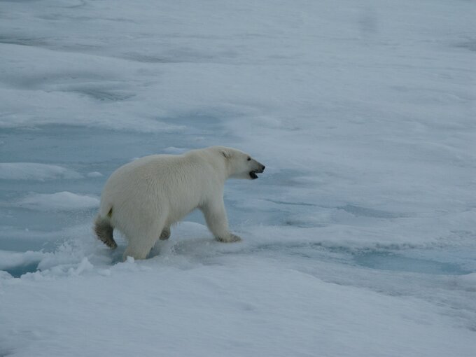 Niedźwiedź polarny na&nbsp;Grenlandii