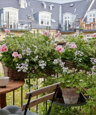 Pelargonie