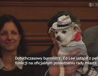 Miniatura: Burmistrzem San Francisco został... pies...