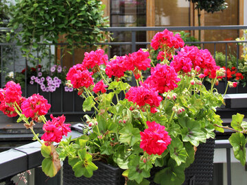 Pelargonie na&nbsp;balkonie