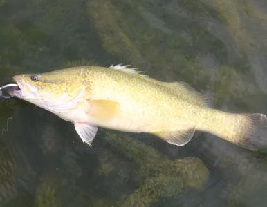 Miniatura: Ryba zaskoczyła naukowców bijąc rekord....