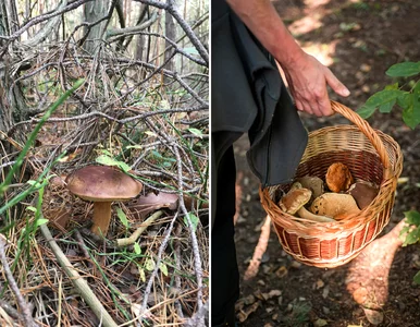 Miniatura: Grzybiarz pochwalił się pełnymi koszami....