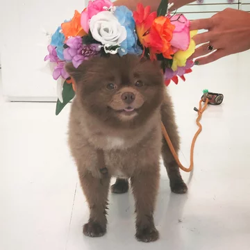 Pomeranian Bertie 