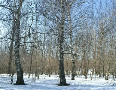 Miniatura: Zatrzęsienie grzybów w polskich lasach....