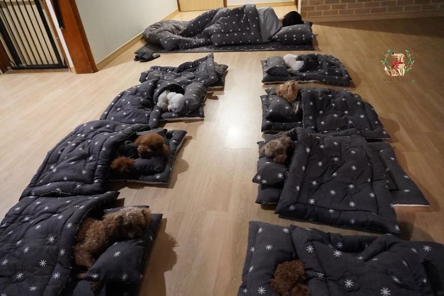 Psy śpiące w specjalnym przedszkolu 
