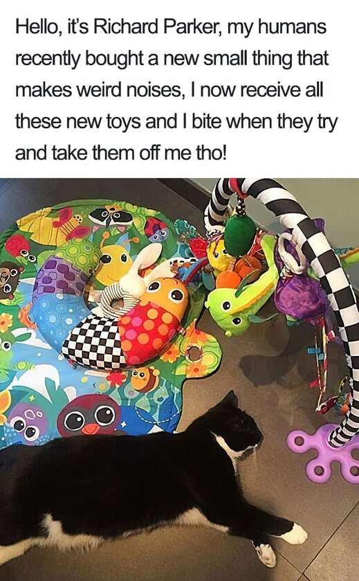 Te zabawki są dla mnie i gryzę, kiedy próbuje mi się je odebrać 