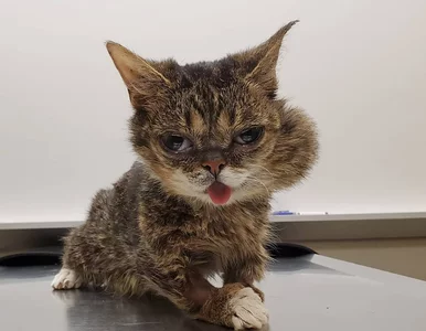 Miniatura: Nie żyje kocia gwiazda internetu. Nawet...