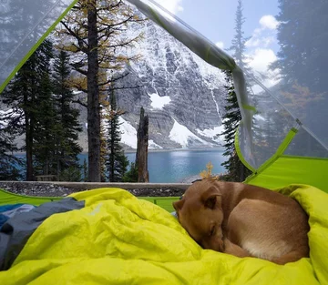 Przezroczysty namiot wpisujący się w trend „transparent camping” 