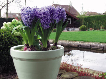 Hiacynty, hyacinthus orientalis