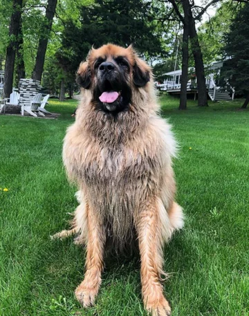 Lamont i jego przyjaciele 