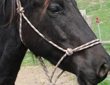 Miniatura: Koń z czipem padł w Tatrach i... zniknął?...