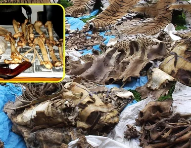 Miniatura: Chcą ratować tygrysy zagrożone...