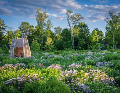 Miniatura: Nie tylko kwiaty – odkryj ogród pełen...