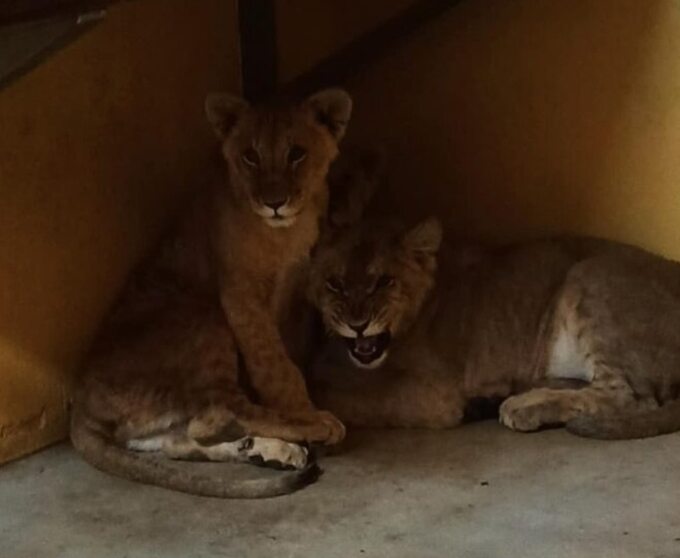 Małe lwiątka w poznańskim ZOO