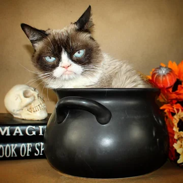 Grumpy Cat 
