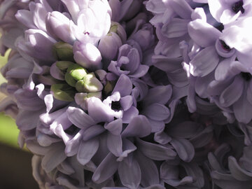 Hiacynty, hyacinthus orientalis