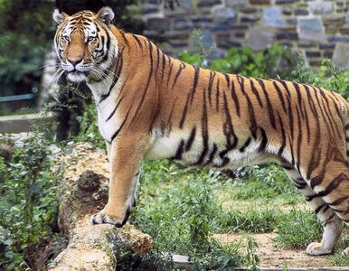 Miniatura: Masakra zwierząt w Ohio - 18 tygrysów...