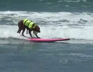 Miniatura: Najdziwniejsze sporty