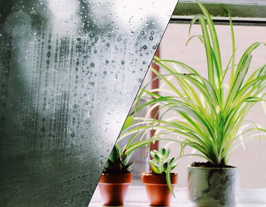 Miniatura: Zaparowane okna to sygnał alarmowy. Te...