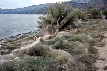 Pajęczyna na greckiej plaży 