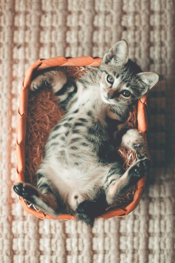 Photo of&nbsp; Tabby Kitten Lying on Orange Basket