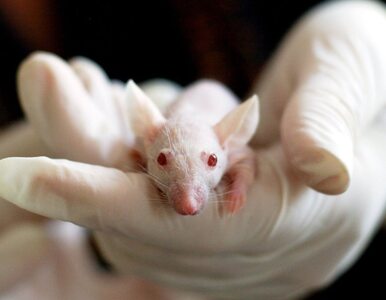 Miniatura: Ważne odkrycie w mózgu myszy. Może mieć...