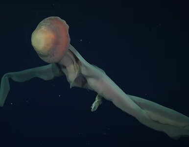 Miniatura: Zwierzęta jak z kosmosu. W mrocznych...