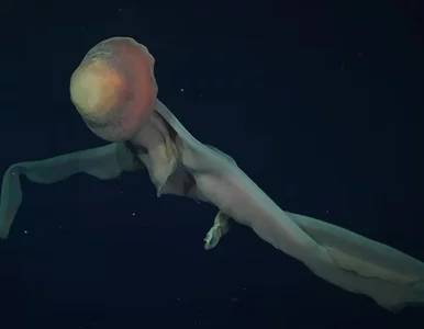 Miniatura: Zwierzęta jak z kosmosu. W mrocznych...