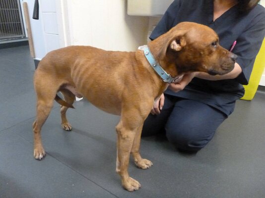 Miniatura: Benson, pies z ziemniakiem w gardle