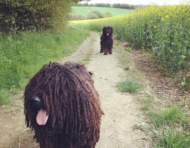 Miniatura: Niezwykłe psy rasy bergamasco. Uwagę...