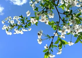 Miniatura: Wiosenny quiz z wiedzy ogólnej. Zawalcz o...