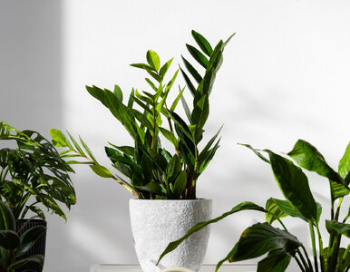 Miniatura: Wsyp do doniczki zamiokulkasa i zobacz,...