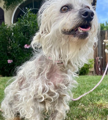 Miniatura: Zaniedbane i potrzebujące pomocy psy....