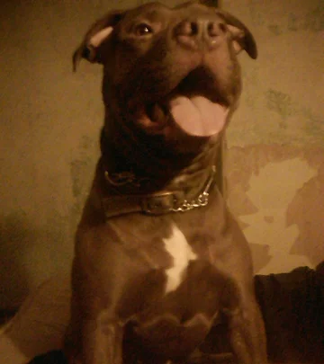 Pies Jonny'ego Halsteada 