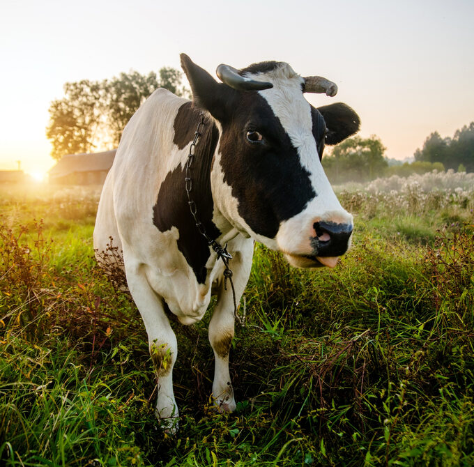 Krowa mleczna, zdjęcie ilustracyjne
