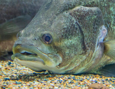 Miniatura: Gdy mierzyli rybę, aż drżały im ręce....