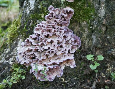 Miniatura: Grzyb roślinny zainfekował człowieka....