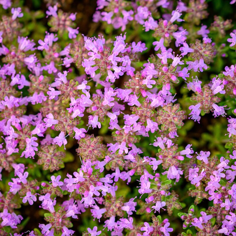 Macierzanka piaskowa, Thymus serpyllum