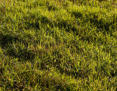 Miniatura: Wbij w trawnik, a nie pożałujesz. Zieleń...